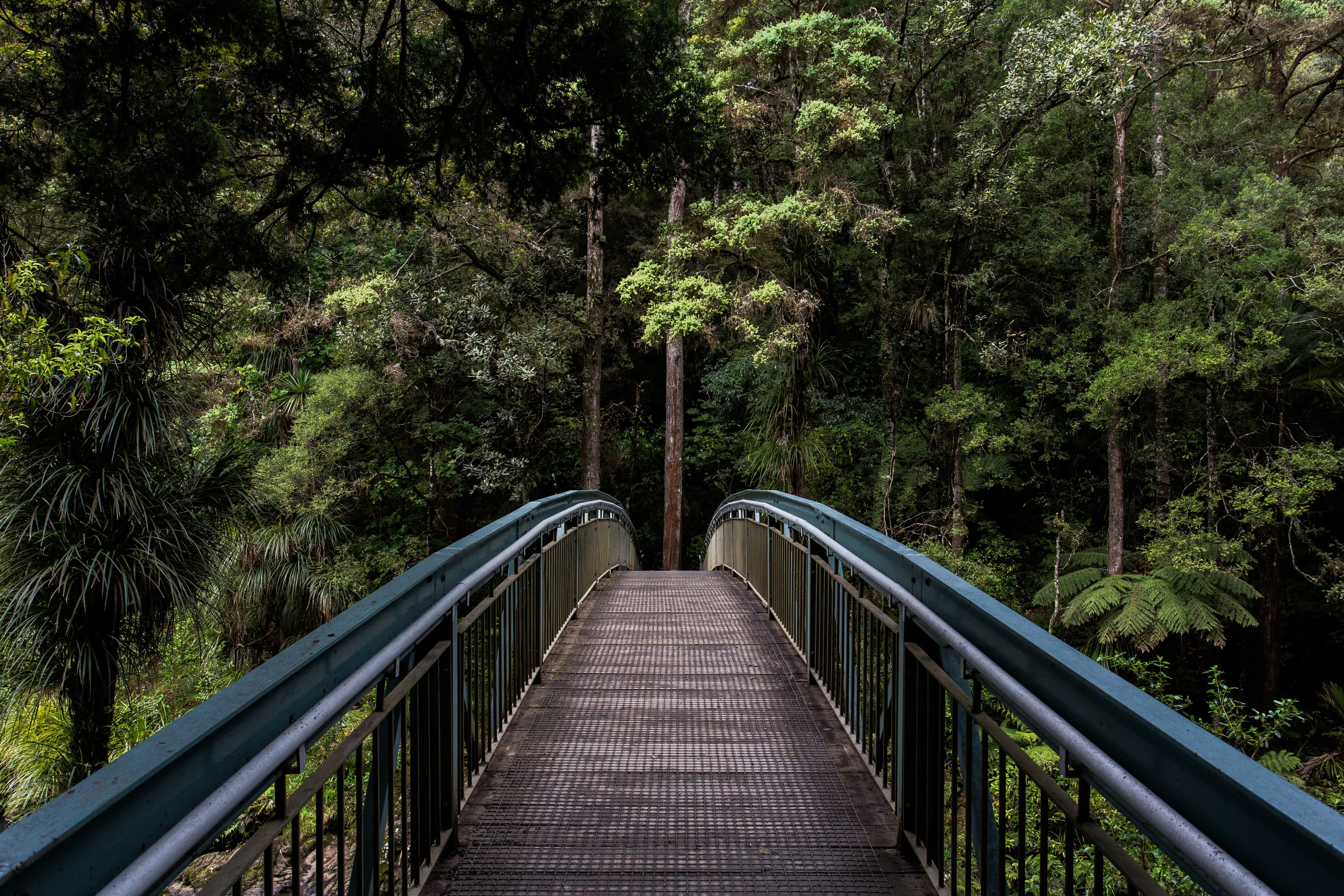 Footbridge in a forests